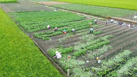 HTX Nông nghiệp tổng hợp Hòa Thạnh: Liên kết sản xuất, nâng giá trị nông sản