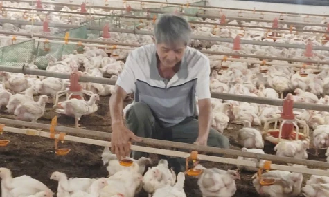 Đồng Tháp: Phát triển chăn nuôi theo hướng bền vững