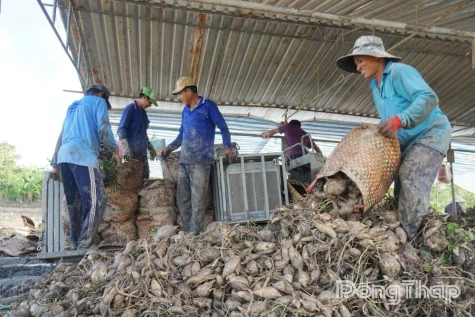 Xã Tân Phú Trung: Giá khoai lang tăng, nông dân vẫn kém vui