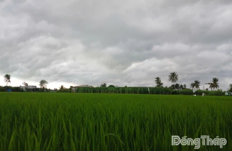 Đồng Tháp: Dự báo tiếp tục có mưa lớn trên diện rộng