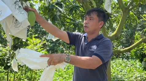 Đồng Tháp: Nông dân trồng xoài keo mong sớm được cấp mã số vùng trồng