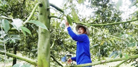 Xã Mỹ Thiện: Phát triển sầu riêng thành cây kinh tế chủ lực
