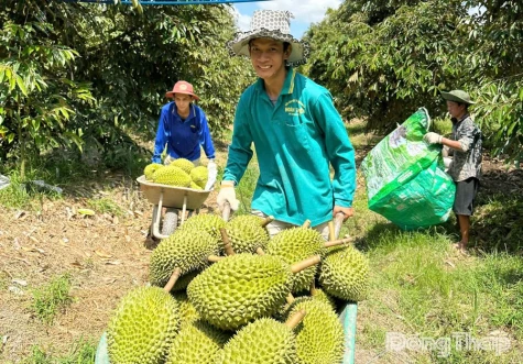 Đồng Tháp: Sầu riêng đầu vụ nghịch mùa được giá