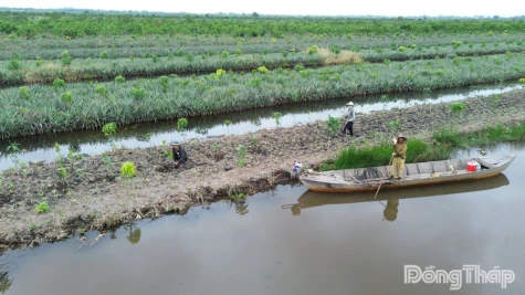 Xã Tân Phước 3: Rà soát tình trạng trồng mới cây trong vùng quy hoạch khu công nghiệp