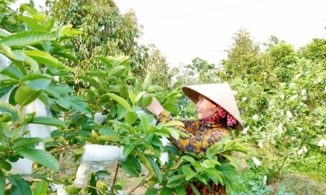 Xã An Hữu: Phát triển kinh tế, nâng cao đời sống người dân