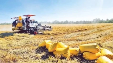 Thị trường phân bón: Ưu tiên nguồn cung nội địa